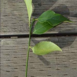 3 Lime Tree Cuttings